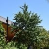 Autumn Gold Ginkgo #10 - Image 2